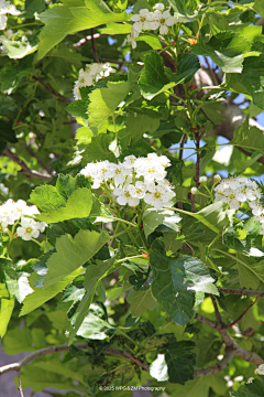 王珮光采集到《 夏近 》