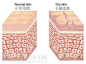 面部皮肤组织结构图_360图片