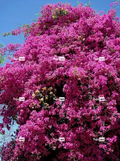 爬行者 花卉背景 高的 花壁纸 九重葛 深粉色 明亮的 自然