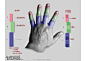 迈克尔汉普顿人体结构-手指