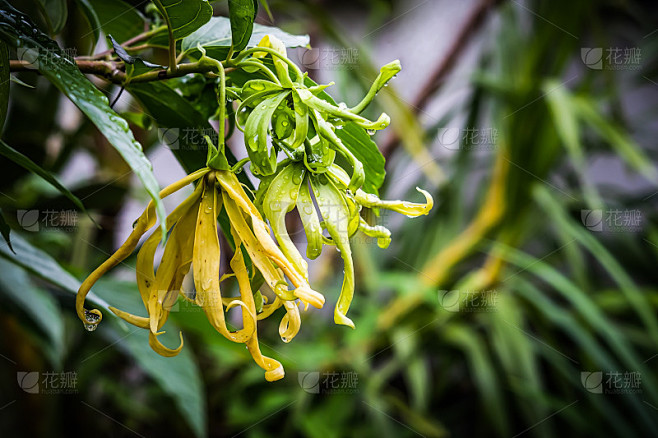 矮依兰依兰花，檀香，番荔枝科，自然光线下的雨滴，背景