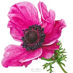 水彩--银莲花 - 高清图片，堆糖，美图壁纸兴趣社区