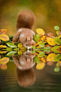 荷兰森林中的可爱小松鼠。丨摄影师：Edwin Kats
