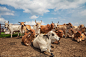 草原牧场的牛群 动物 动物 户外 牛 养殖 保护区 牧场 牛肉 7MX年度摄影大奖赛—我的2017 牛群 畜牧业 喂养 放羊