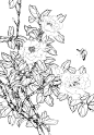 茶花 (24)