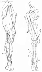 腿构造，艺术解剖