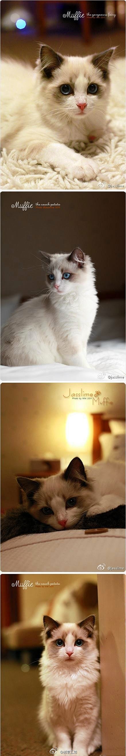 布偶猫muffie