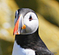 Puffin portrait 