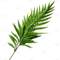 植物绿叶叶子