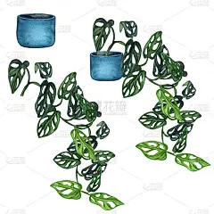 室内盆栽植物。水彩的植物。国内植物盆栽。手绘插图。