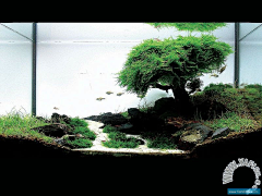 第五个Season采集到水草