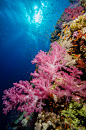 Soft Coral in the Red Sea by Christian S (Website) (FB Page) 
