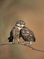 A pair of courting owls in Spain. | BeuTiFuL iN MY eYeS