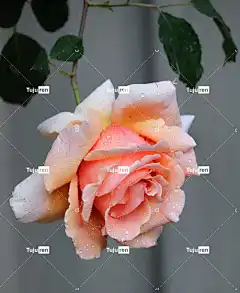 花 玫瑰 花壁纸 美丽的花朵 雨滴 香 玫瑰花 盛开 花园