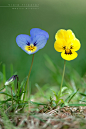 Photograph Viola tricolor by Mantide  on 500px