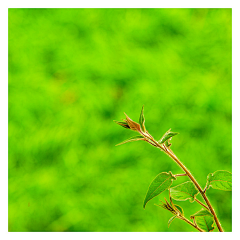 山边小草儿采集到GREEN