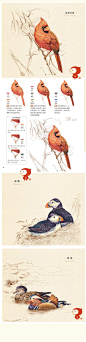 《鸟之绘--38种鸟的色铅笔图绘》飞乐鸟正版图书 辉柏嘉水溶绘制-淘宝网