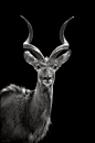 Kudu by Omer Nave_动物摄影#动物# #摄影# #mlito# #鹿#