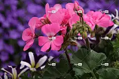 鲜花 天竺葵 粉红色 阳台 花壁纸 花园 园林植物 植物