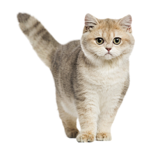 Naomi1-采集到猫