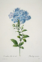 by Pierre Joseph Redouté，http://www.douban.com/photos/album/32765136/ 【狸讲八卦】蓝雪花,又叫“蓝花丹”或者“蓝花矶松”，原产南非，但是现在已经处处有引种了。这种花喜热，枝条柔软下垂，蓝色瀑布一样。