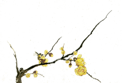 顺拐采集到花