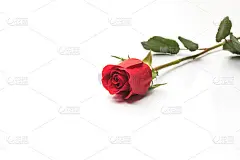 美丽芬芳的玫瑰