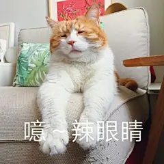 活力四射的上午[鼓掌][鼓掌][鼓掌] ​​​​ 来自著名网黄猫日 - 微博