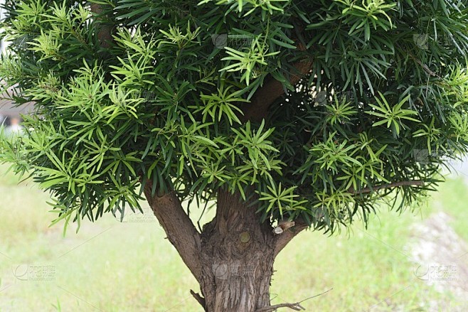 大叶松(紫杉、梅松)。