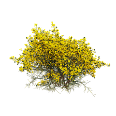 汤水水水采集到植物