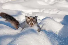点击来源直接获取大图文件 |雪中的猫。猫在户外的冬天被冻住了，街道上很冷。猫在院子里玩雪过圣诞节。