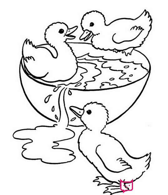 小鸭子简笔画喝水的小鸭子