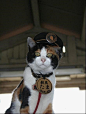 在日本和歌山，有一个叫贵志的小车站，站旁商店有只叫Tama的猫，因她的猫舍一直建在公路上，当接到市政府的拆卸令，主人恳请铁路经理让它居于站内，但要在站内养她需要一个合理的原因，于是决定任命她为站长。