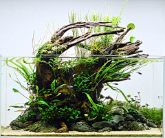 AzE丨采集到aquascape