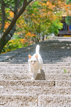 不倦u采集到【萌宠】猫咪 / 狗蛋 / 小可爱