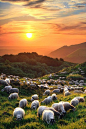 Sheep and Volcanoes, Petit Puy de Dôme, France