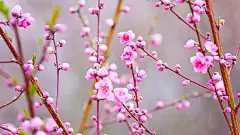 春天桃花风景桌面壁纸