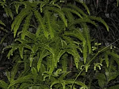 蕨类,绿色背景,室内植物,植物园,草原,水平画幅,枝繁叶茂,无人,户外,生长