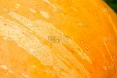 南瓜纹理特写镜头