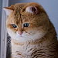 橘猫 猫咪 萌猫 喵星人 宠物 可爱 萌宠
