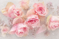 美丽的粉红色玫瑰花透过玻璃与水珠的背景