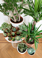 Woonblog plantenhoek cactus vetplantjes 15