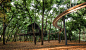 家门口的森林乐园 天津蓝光·雍锦半岛 A Forest Park Near Home / 山水比德 – mooool木藕设计网