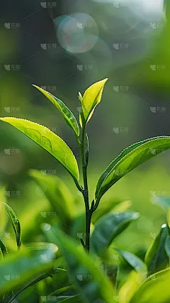 植物通用实景绿色茶叶茶园场景背景图片素材