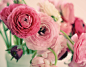 Ranunculus in Pink Art Print #春暖花开# #美景# #素材#