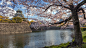 Cherry blossoms in bloom with Osaka Castle in the background.