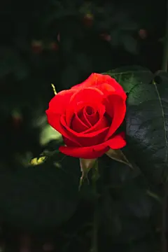 玫瑰花高清摄影素材