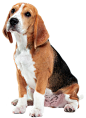 beagle-tricolor-puppy-is-posing-cute-white-braun-black-doggy-pet-is-sitting-blue-background-looks-attented-sad-studio-photoshot-concept-motion-movement-action-negative-space