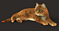 Tabby cats study, Massimo Righi : Just a pose study of two tabby cat colors. Slightly different grooming and fur setup for each version.
Medium Arnold render settings AA5
Maya/Arnold/Shave and a haircut.