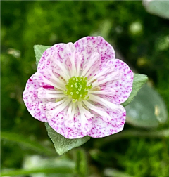 牛屎菩萨采集到园林观赏植物